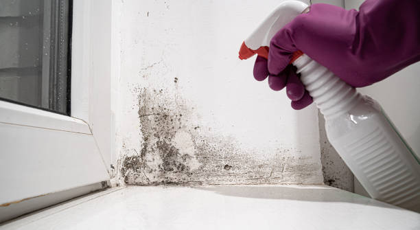 Best Water damage mitigation services  in Glenwood, AR